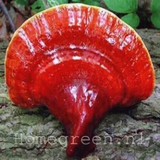 Reishi (Ganoderma Lucidum) 50 Deuvels